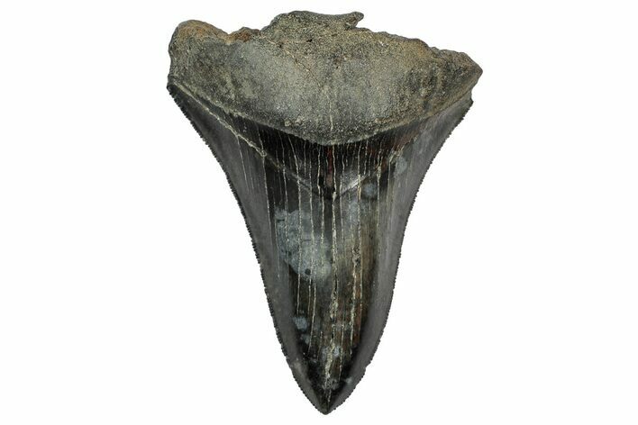 Partial Megalodon Tooth - Sharp Serrated Blade #332266